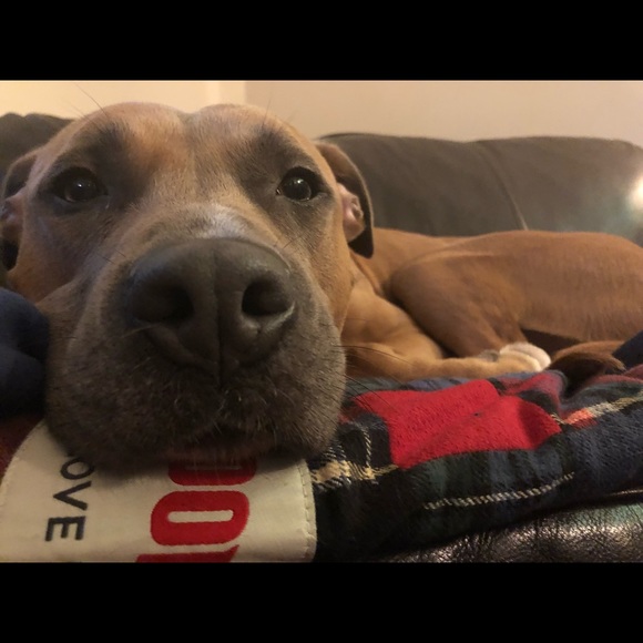 Meet your Posher, Molly - Picture 1 of 1